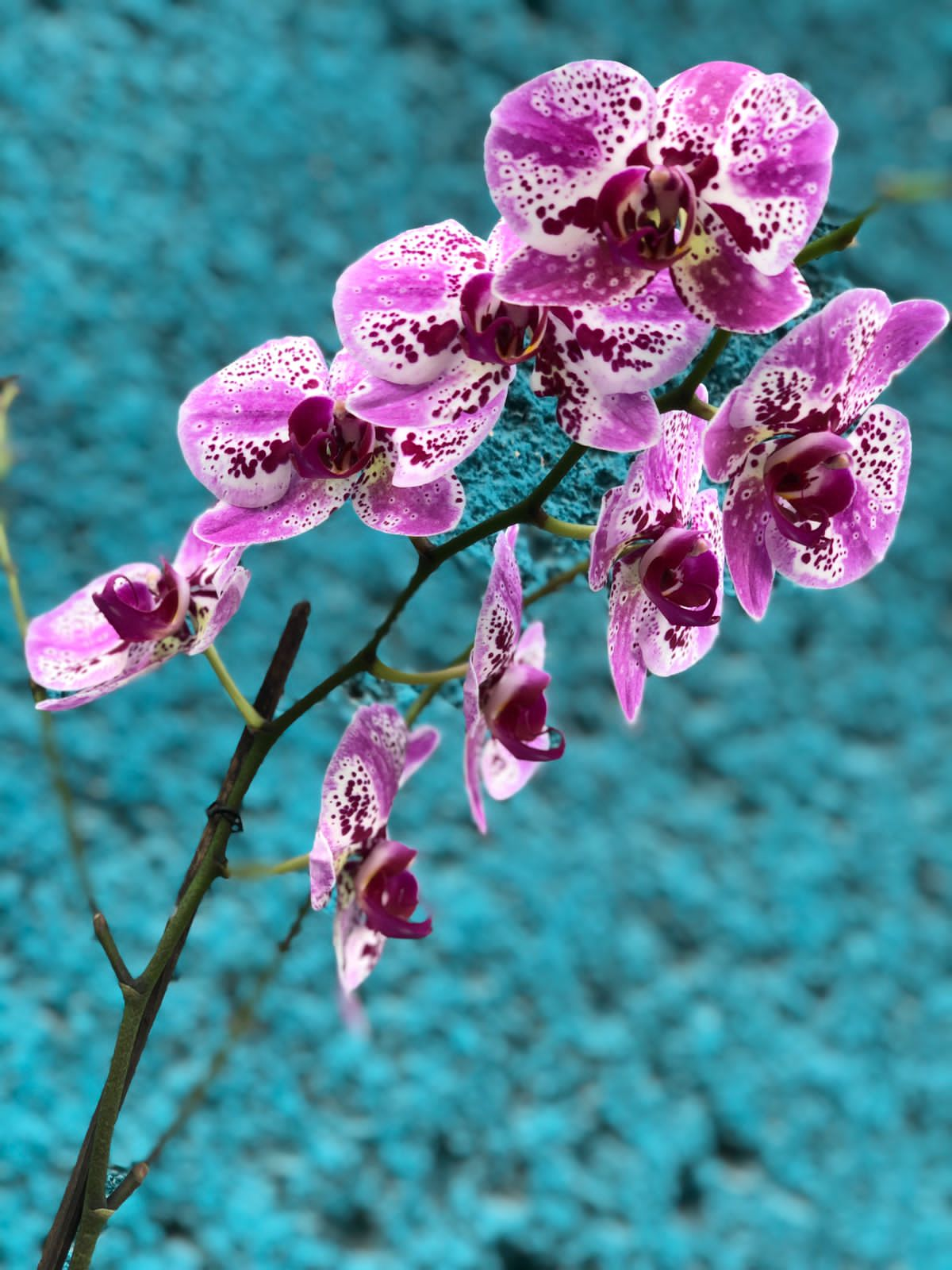 Orquídeas