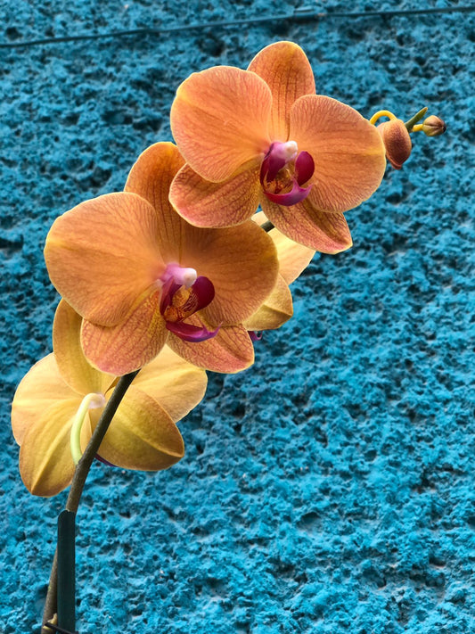 Orquídeas